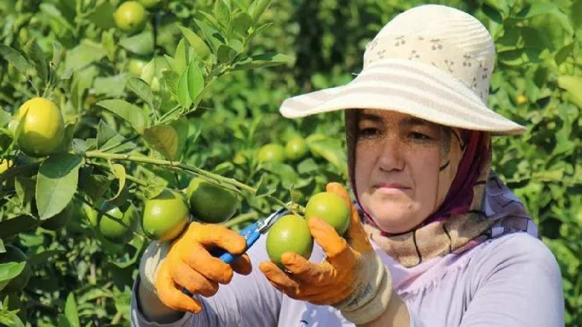 Adana’da hasadı erken başladı, değeri düştü! Raf ömrünü kısaltıyor, kazanç derken zarar sağlıyor