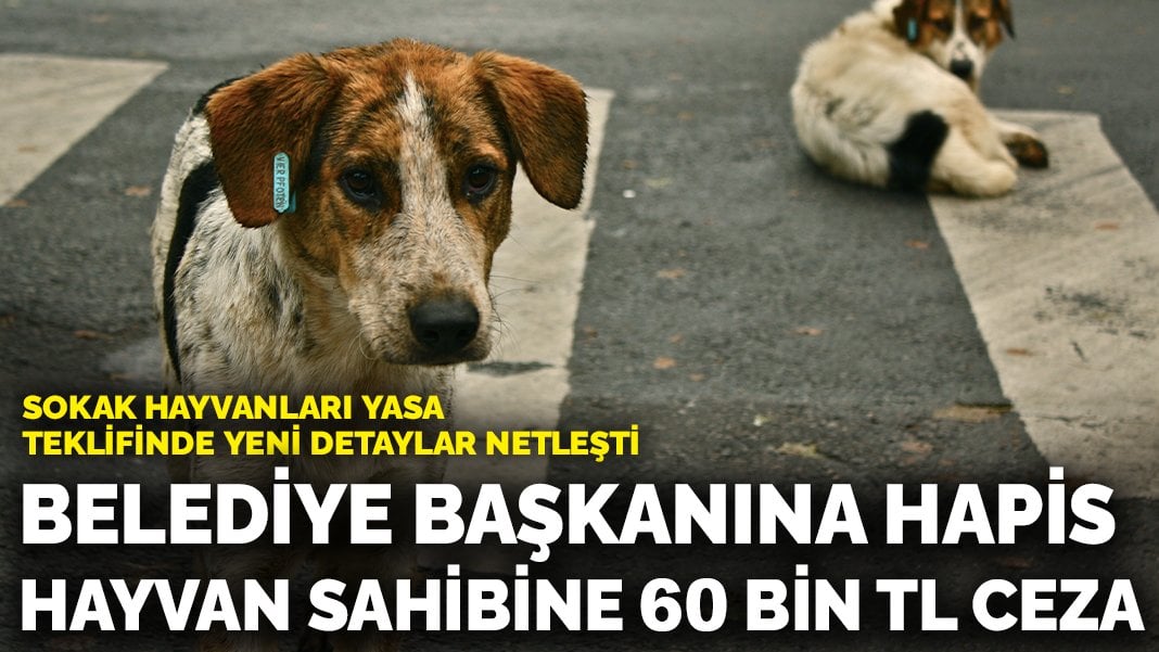 Sokak hayvanları yasa teklifinde yeni detaylar netleşti: Belediye başkanına hapis, hayvan sahibine 60 bin lira ceza