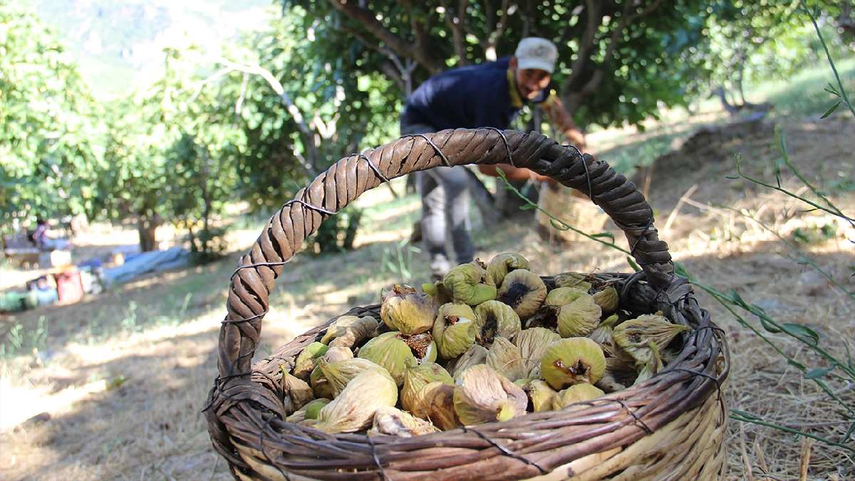 Cennetten gelme meyve olarak biliniyor! Hem kurusu hem yaşı tüketiliyor! Dünyanın lideri Türkiye oluyor