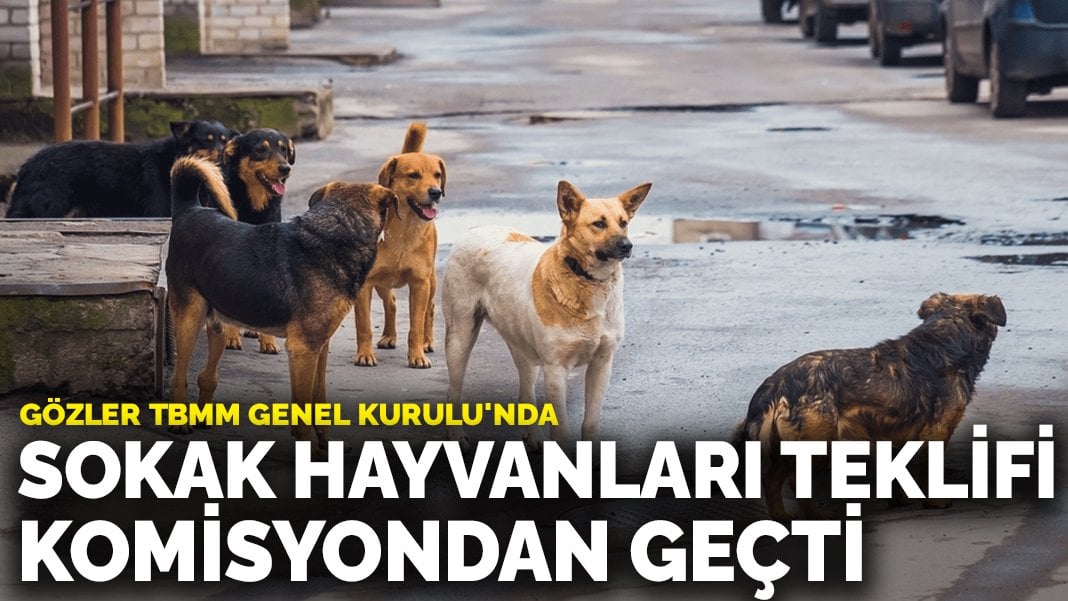 Sokak hayvanları teklifi komisyondan geçti