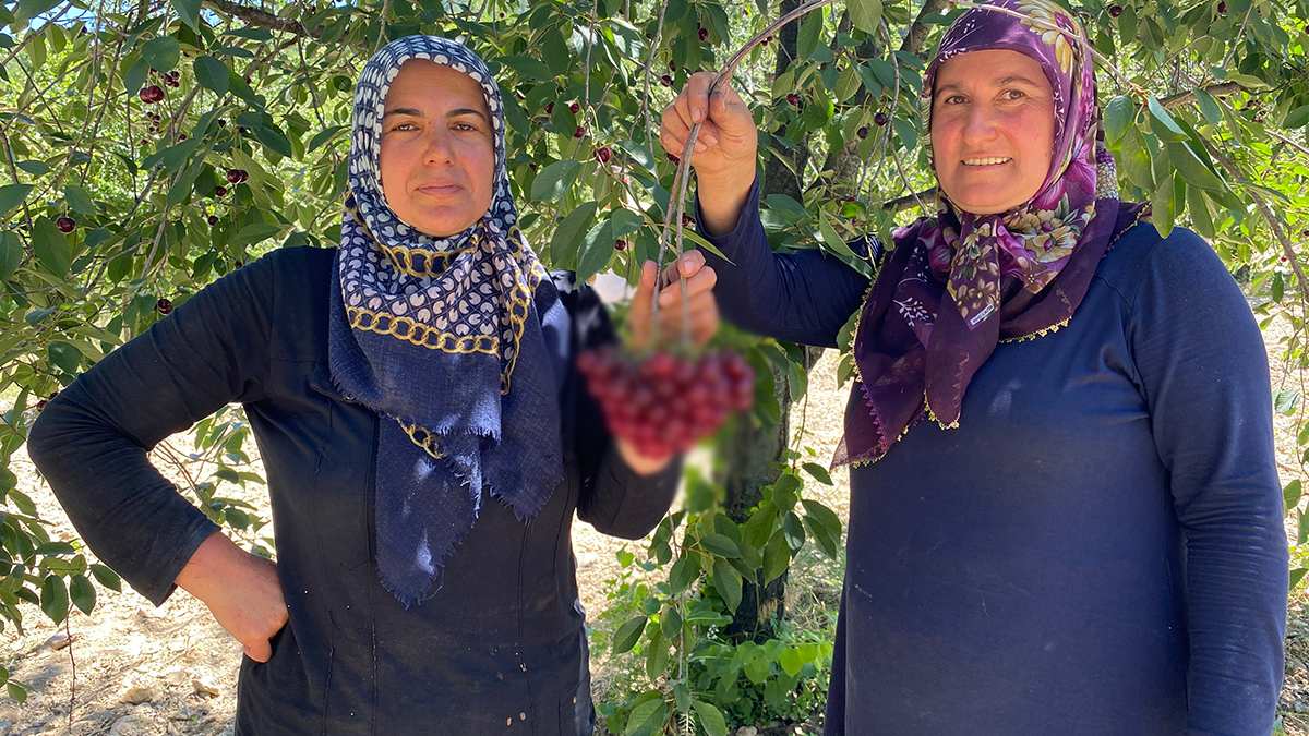 Ankara’da coğrafi işaretli hasat başladı! Temmuz’da başlıyor, Ağustos’ta son buluyor! Tüccarlar bunun için kapıda bekliyor