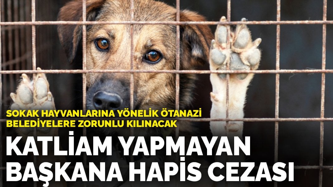 Katliam yapmayan başkana hapis cezası: Sokak hayvanlarına yönelik ötanazi belediyelere zorunlu kılınacak