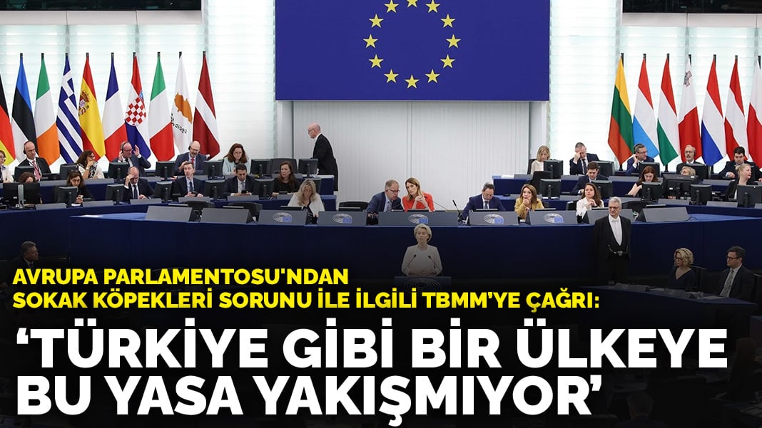 Avrupa Parlamentosu’ndan sokak köpekleri sorunu ile ilgili TBMM’ye çağrı:  “Türkiye gibi bir ülkeye bu yasa yakışmıyor”