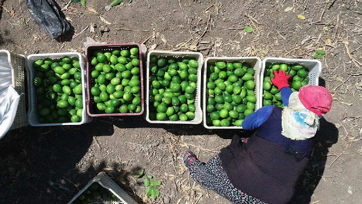 Manavın en pahalısında son 40 gün! Ürünler piyasaya girecek, fiyatlar bir anda düşecek