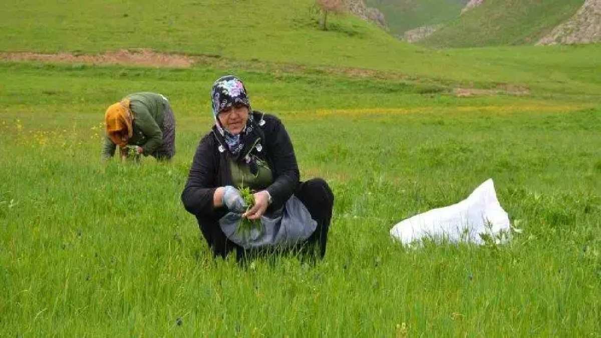 Coğrafi işaretli lezzete tat katıyor, neslinin sonu yaklaşıyor! Koruma altına alındı kimse kendi toplayamayacak