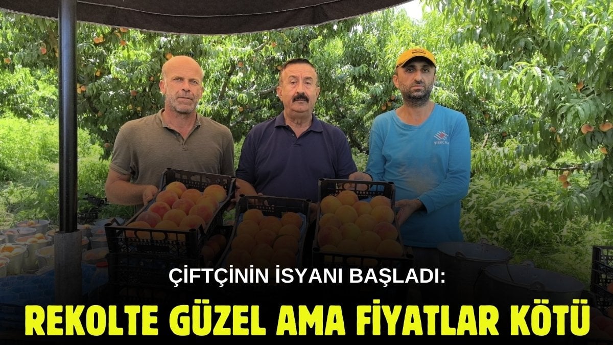 Tescilli şeftalide hasat başladı! Üretim çok ama çiftçi isyanda: “Kimse 50 liradan aşağı yiyemeyecek”