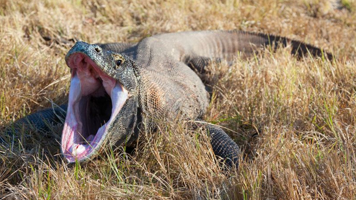 Komodo ejderlerinin dişlerini inceleyen bilim insanları şaşkına döndü! Bunu asla tahmin edemezlerdi, meğer…