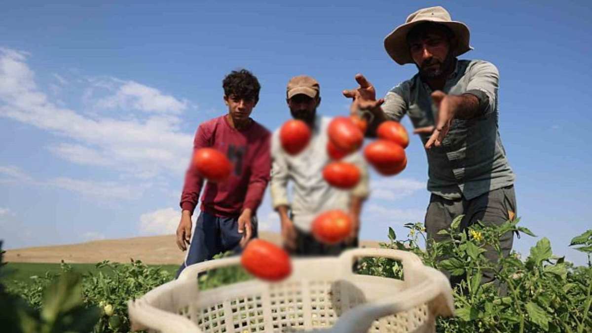 Vatandaş markete değil tarlaya koştu! Üretici herkesi çağırdı: Marketten 30 TL’ye alacağınıza tarladan 8 TL’ye alın