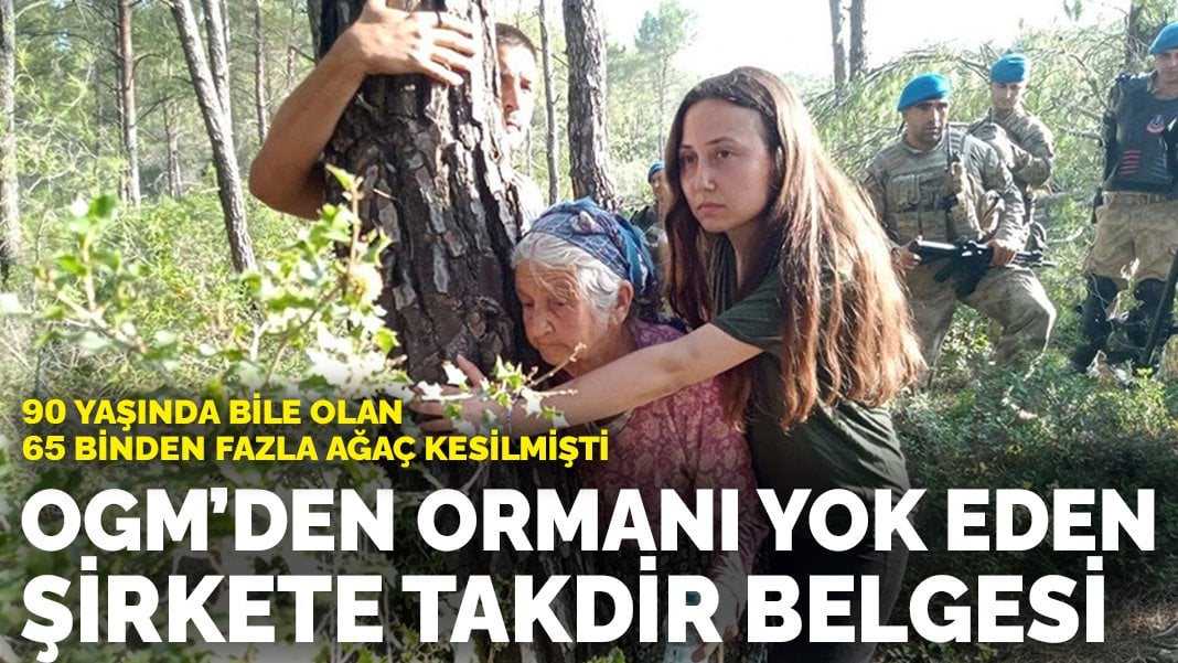 90 yaşında bile olan 65 binden fazla ağaç kesilmişti: OGM’den ormanı yok eden şirkete takdir belgesi