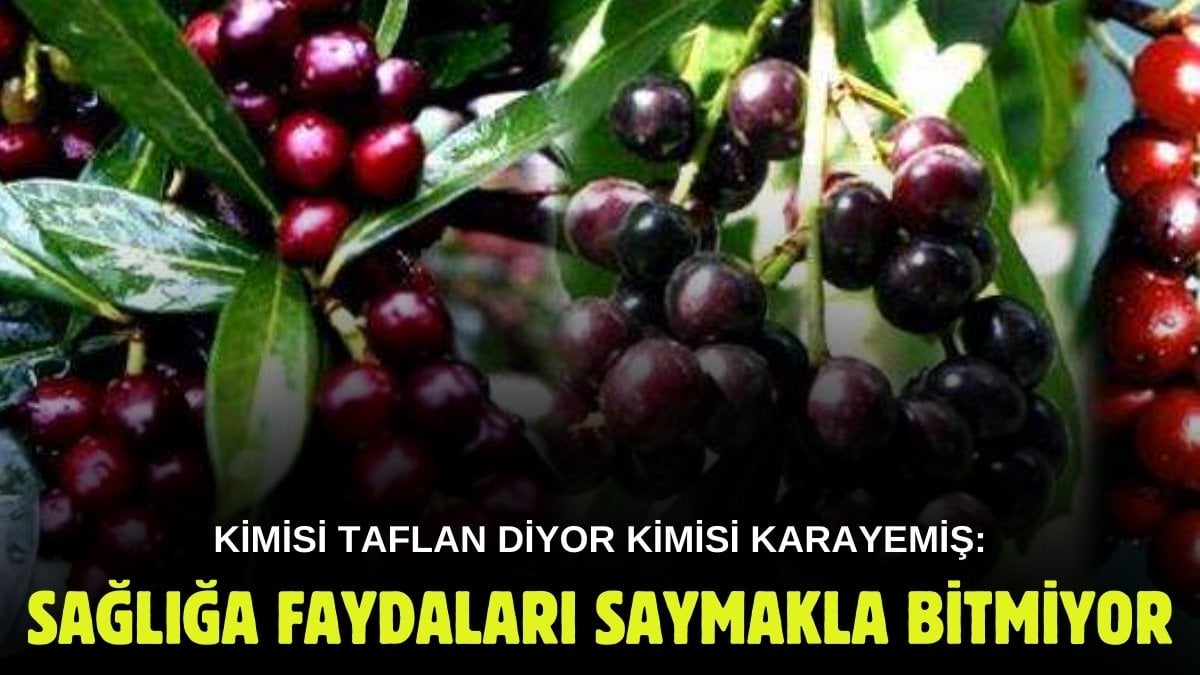 Halk arasında taflan deniliyor, şifalı diye okunuyor! Turşusundan kavuşmasına kadar yapılıyor: Pazarda fiyatı yüz güldürdü