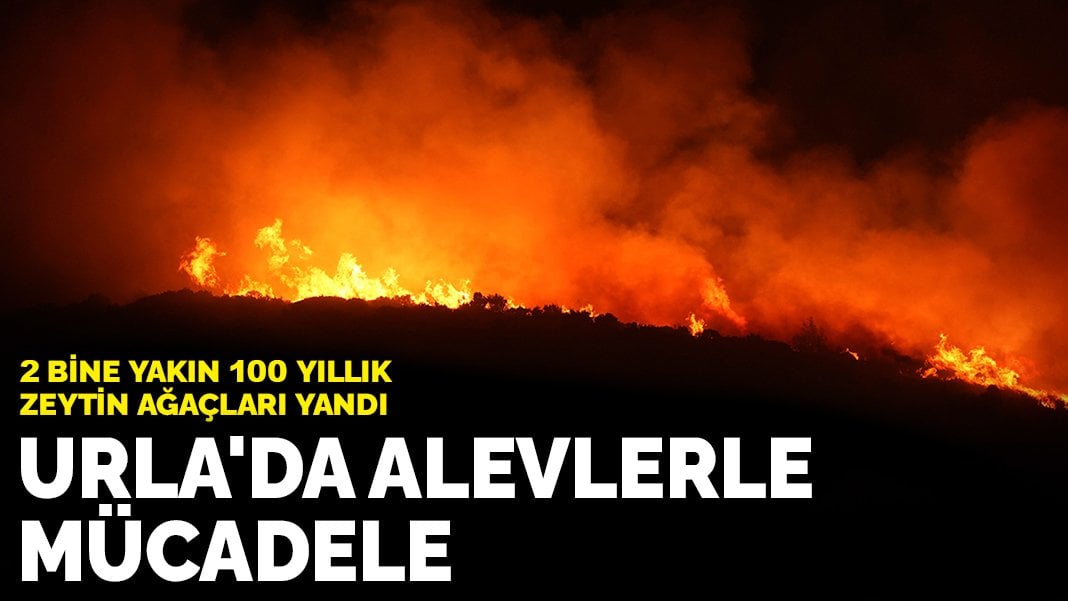 Urla’da alevlerle mücadele: 2 bine yakın 50 yıllık, 100 yıllık zeytin ağaçları yandı