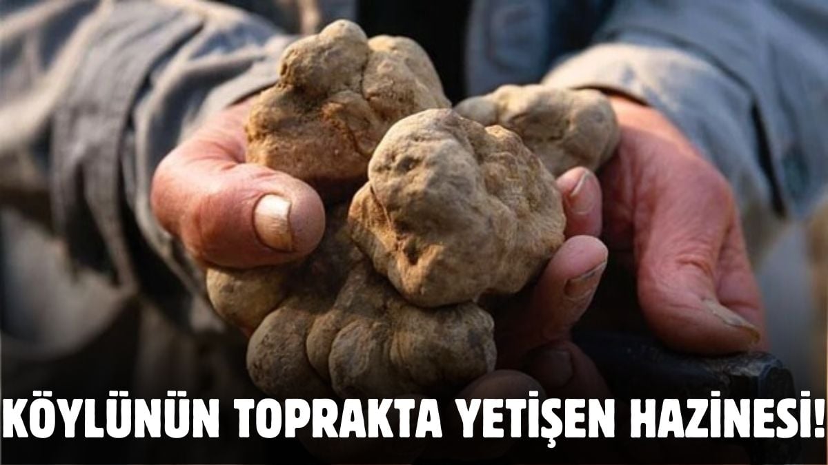 Görüntüsü patates ama sırrı bambaşka! Yağmurun ardından köylüler onun peşinde: Bulan kilosunu 1000 TL’ye satıp köşeyi dönüyor