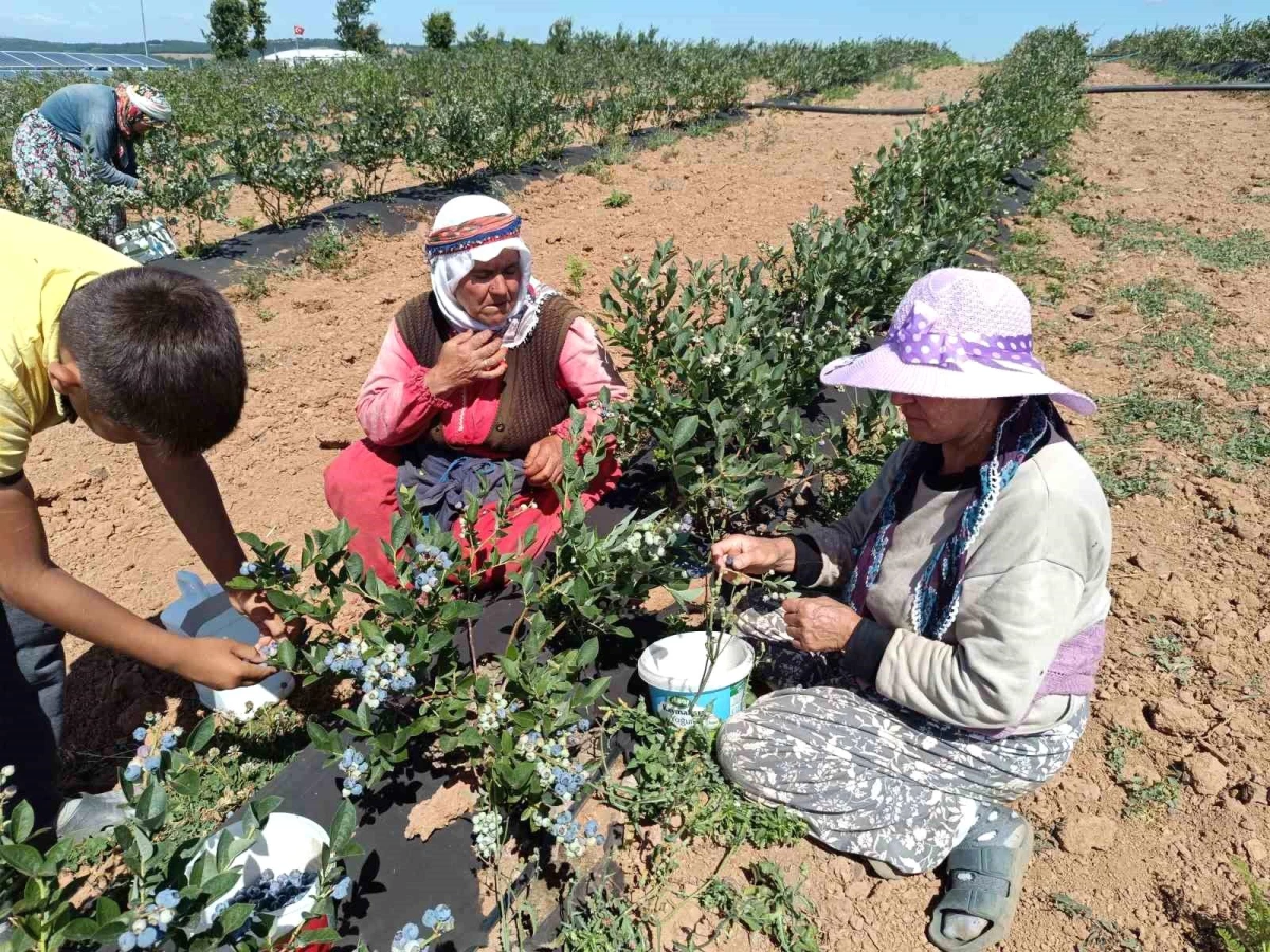 Bilecik’te Deneme Amaçlı Ekilen Maviyemiş Üretimi Köyün Geçim Kaynağı Oldu