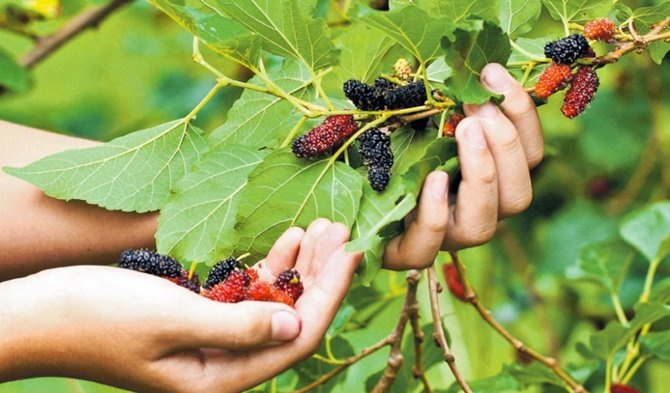 Bir avuç dut her derde deva! İşte dutun faydaları