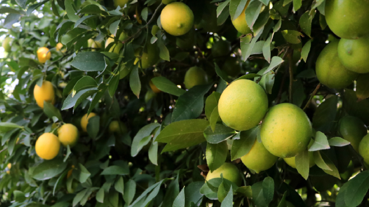 Limon ağaçlarıyla ilgili duyulmamış 10 gerçek. Limon ağaçlarının bilinmeyenleri