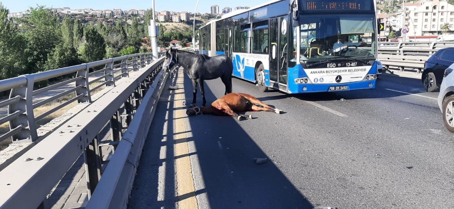 Ankara’da Başıboş Atlar Trafiği Tehlikeye Düşürdü