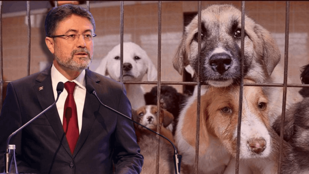 Köpek Öldürmeyen Belediyelere Tepki Çeken Ceza: Bakan Yumaklı Açıkladı, ‘Katletmeyen’ Hapse Girecek