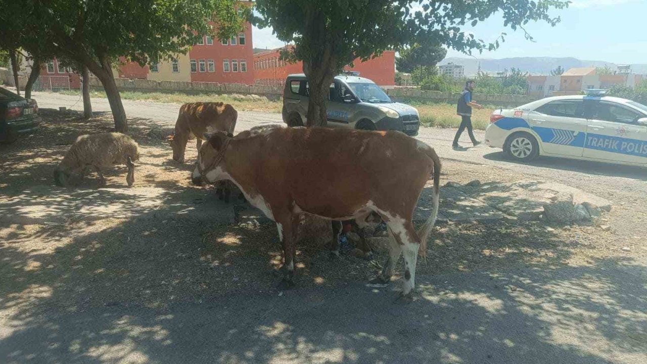 Başıboş hayvanların sahiplerine ceza