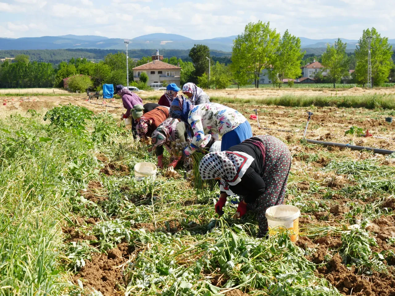 Kastamonu'nun, Avrupa Birliği tarafından tescillenen dünyaca ünlü Taşköprü sarımsağında hasat zamanı… - Bolu Gündem