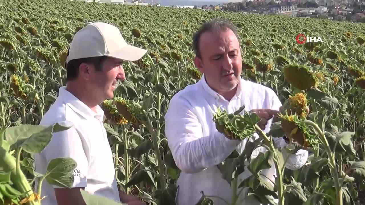 Yerli Ayçiçeği Kuraklığa Meydan Okuyor: Uluslararası Tohum Firmaları Şokta | Watch