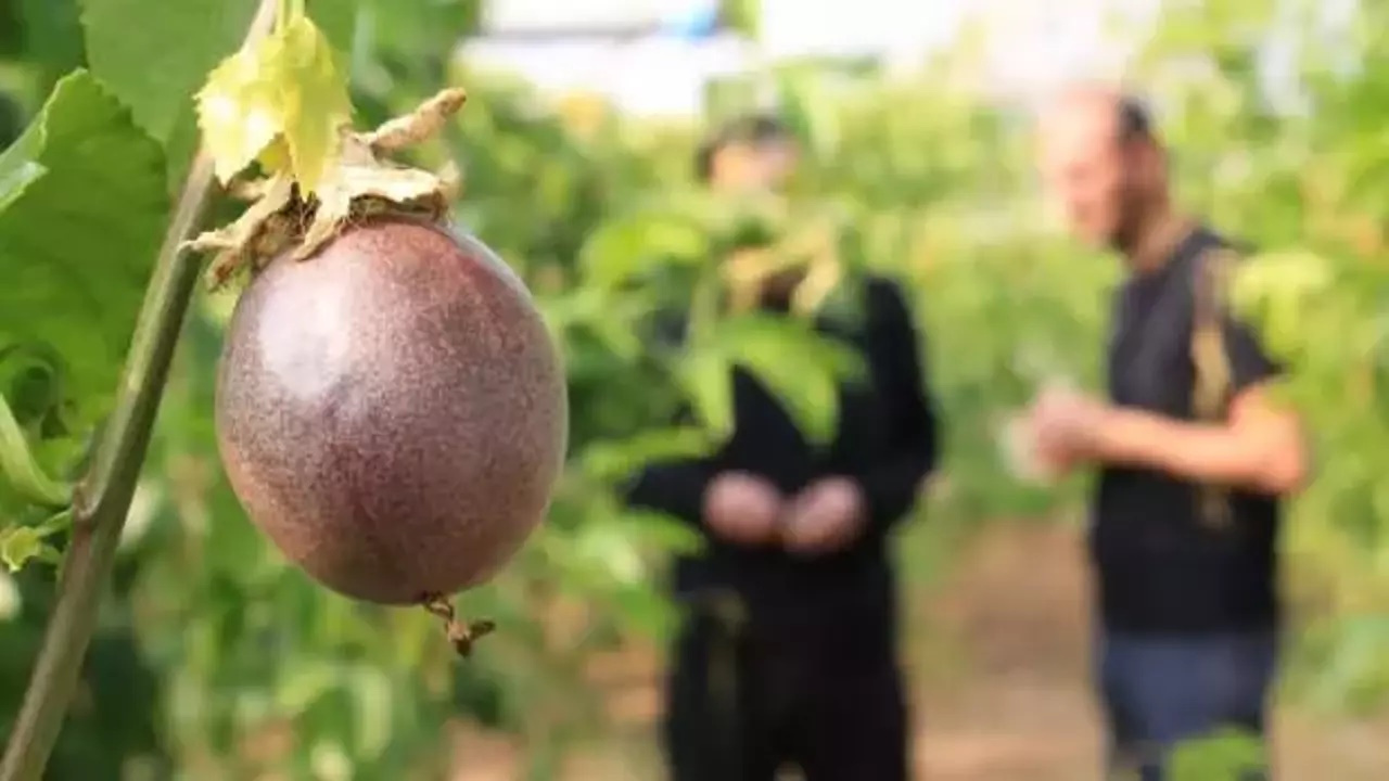 Bu Bitkiden Yetiştiren Zengin Oluyor! 2 Tondan Fazla Ürün Veriyor, Kilosu 200 TL’ye Dayandı