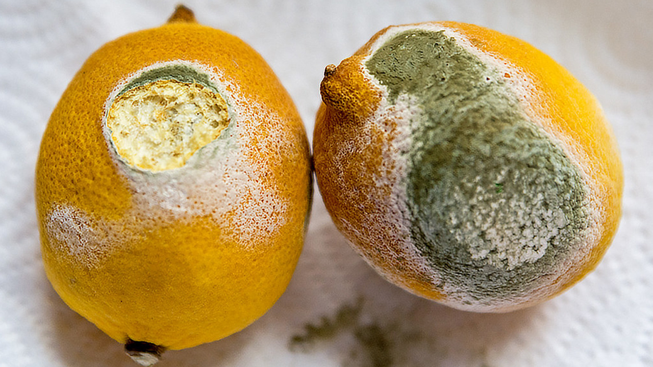 Bu yöntemle limonlar aylarca taş gibi kalacak: Limonları küflenmeden saklamak için bunu yapın. Limon aylarca nasıl saklanır?