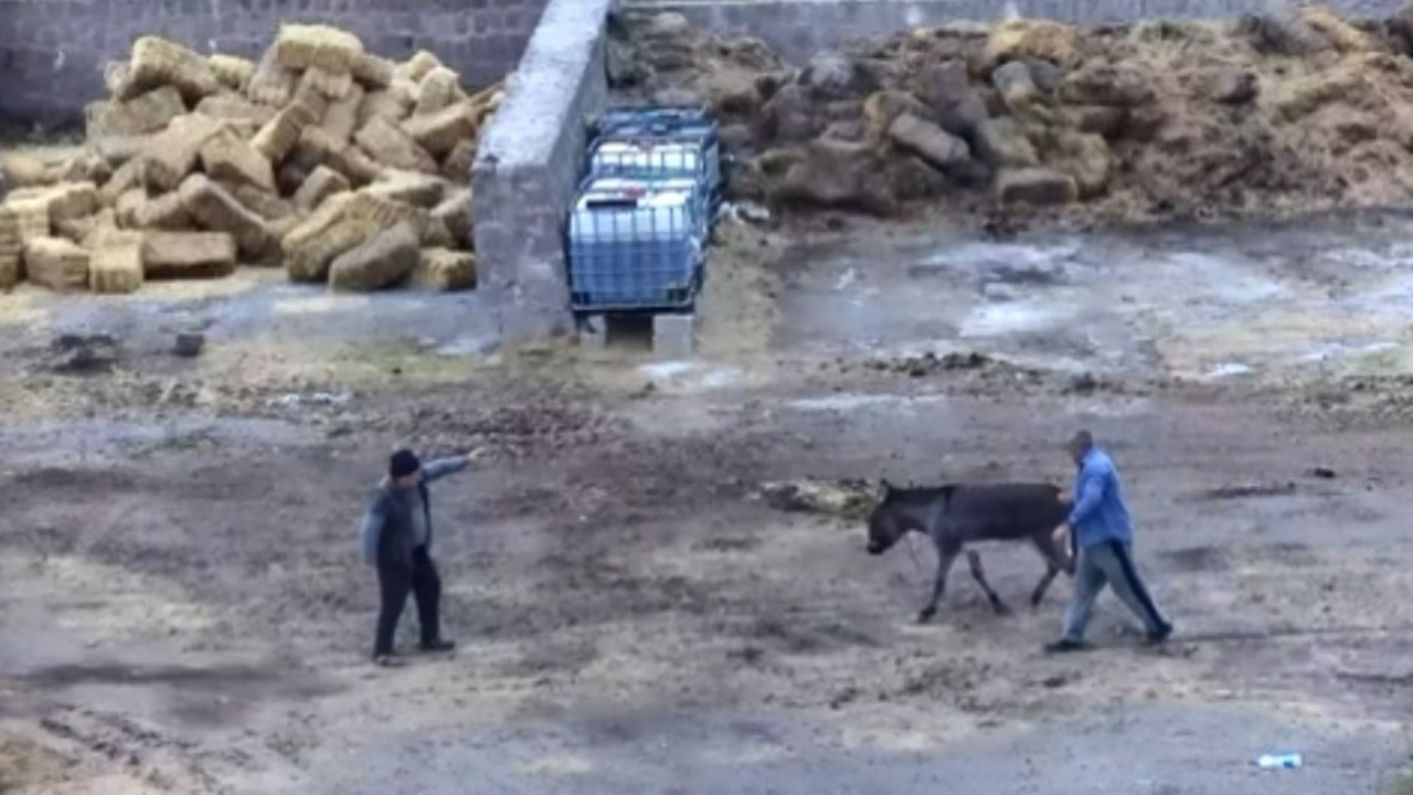 Çiftlikte Dehşet! Eşeği Bıçakladılar, Atları Zehirlediler