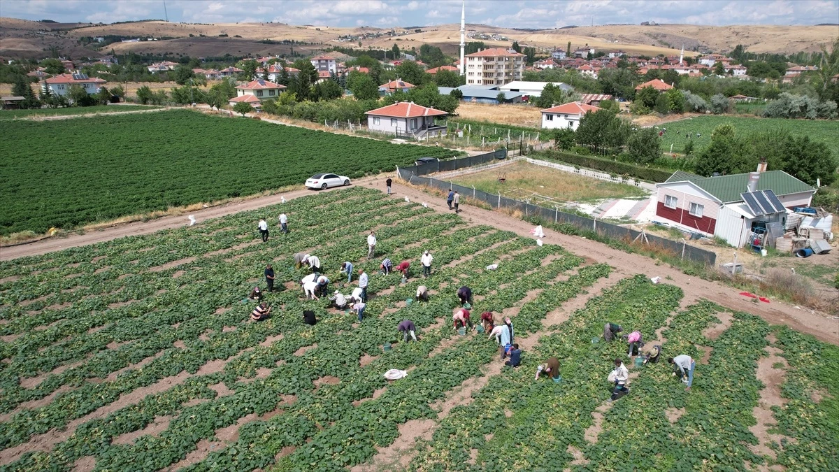 Çubuk’ta Salatalık Hasadı Başladı