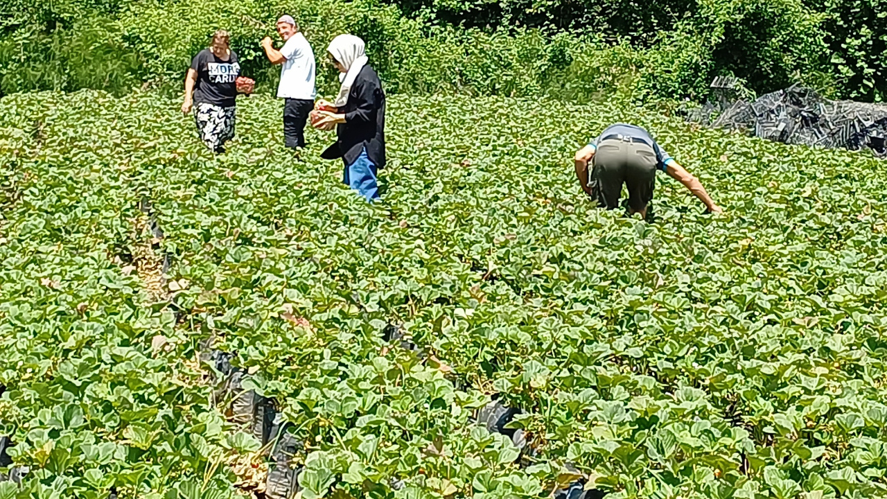 Düzce’de yeni moda hasat başladı, büyük ilgi görüyor: Örnek gösteriliyor!