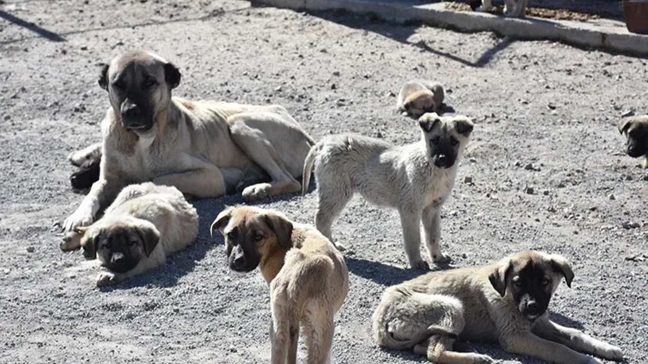 Her Şey Düşünülmüş… Köpekleri Öldürecek Zehir de AKP’den