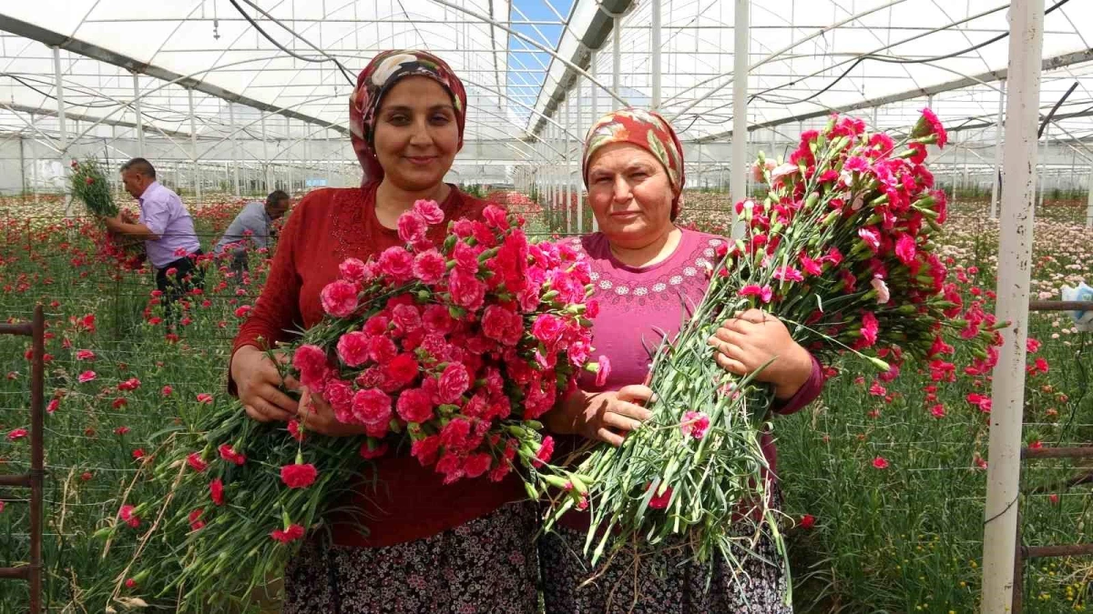 Isparta'da Hasat Edilen Karanfiller Avrupa Ülkelerine İhraç Ediliyor - Son Dakika