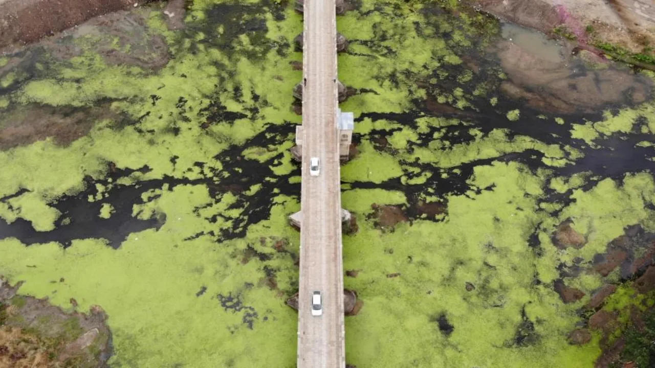 Kuraklık ve kirlilik Tunca Nehri’ni yeşile döndürdü!