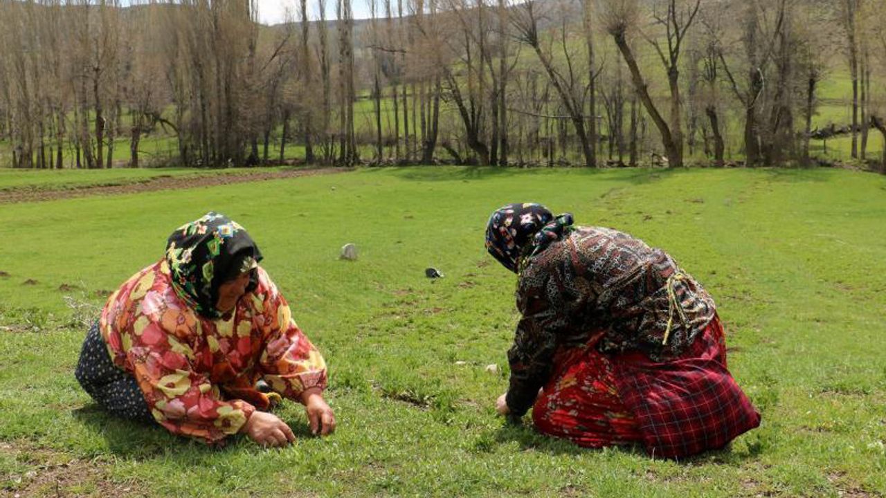 Sivaslı kadınların Madımak hasadı başladı - İttifak Gazetesi