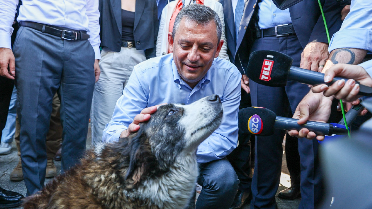 Özgür Özel ve Sokak Köpeği Arasında İlginç Anlar: Meclis’i Duyunca Sırtını Döndü