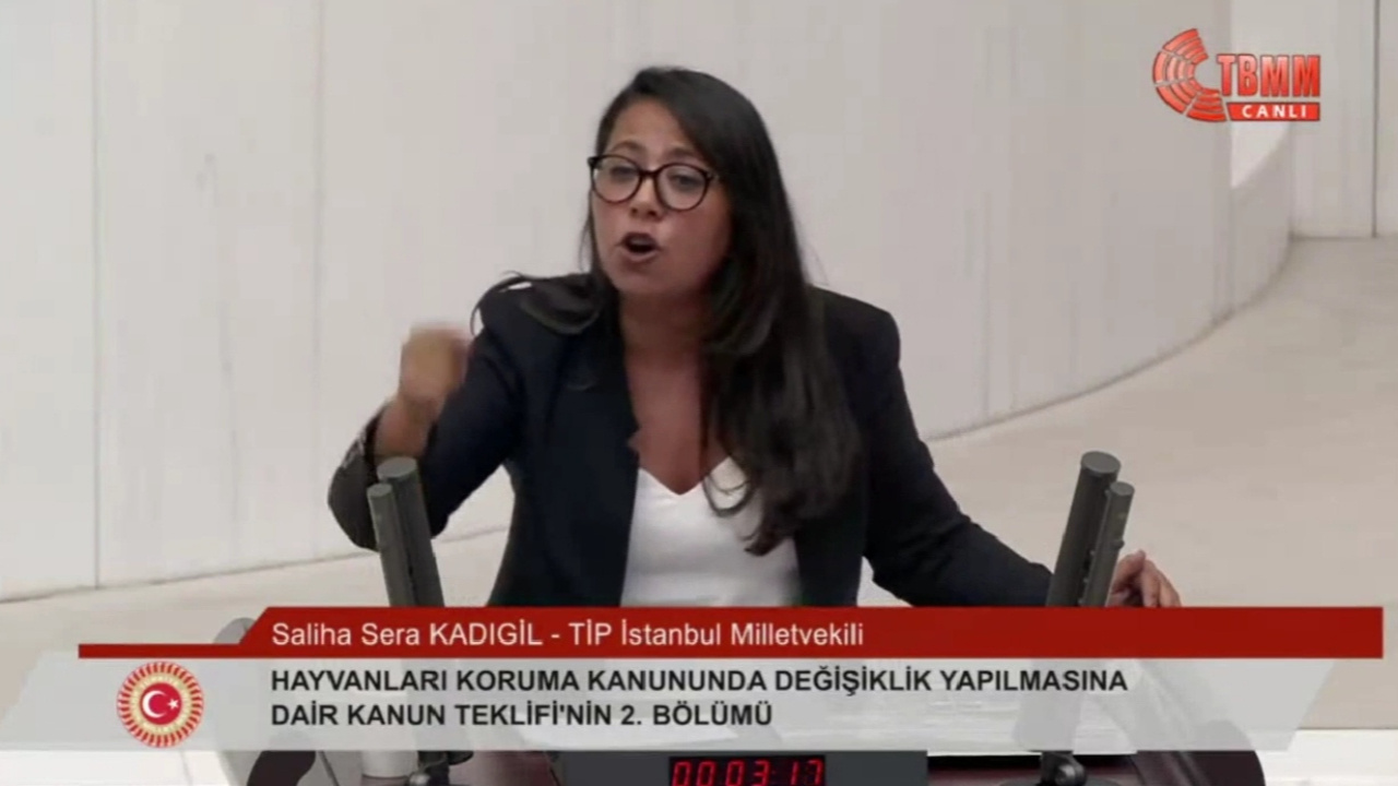 Sera Kadıgil Kürsüye Çıktı, AKP’li Vekiller Meclis’i Terk Etti: ‘Kimsenin Kılına Zarar Vermemiş Köpekleri Katletme Peşindeler’