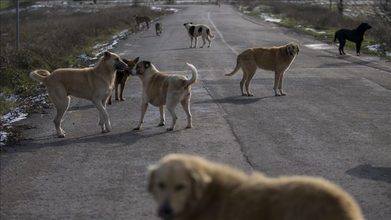 Ankara’da 15 Köpek Ölü Bulundu