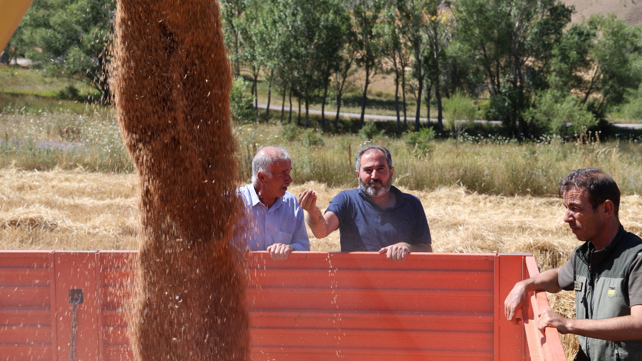 Topraktan Bereket Taştı, Biçerdöverler 24 Saat Çalıştı: Sivas’ta Hasat Çiftçilerin Yüzünü Güldürdü