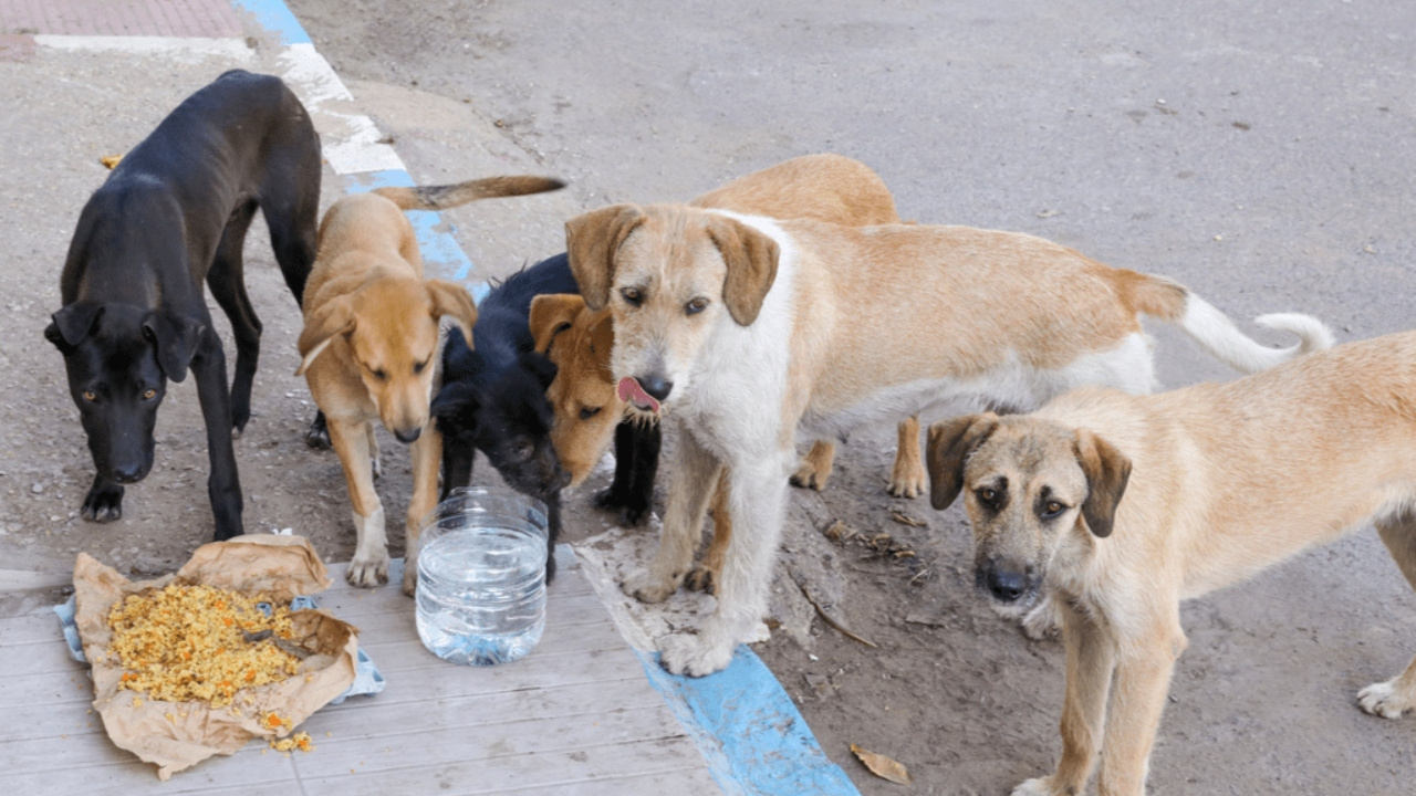 Yandaş Yazar’dan AKP’ye Tepki: ‘Cumhurbaşkanımızı Tarihe Köpekleri Öldüren Lider Olarak mı Geçirmeye Çalışıyorsunuz?’