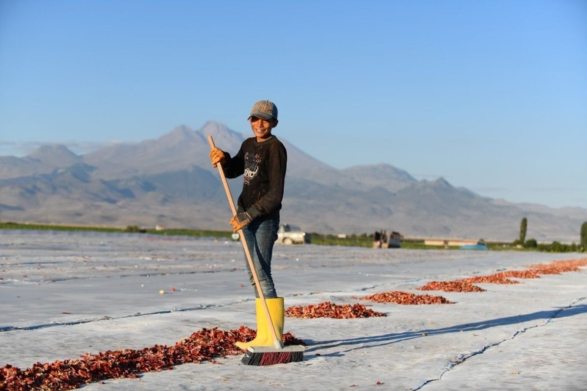 Erciyes eteklerinde kuru domates mesaisi