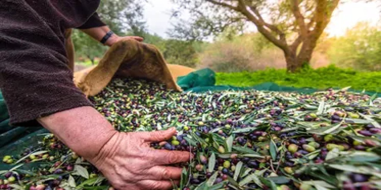 Zeytin ihracatında büyük artış