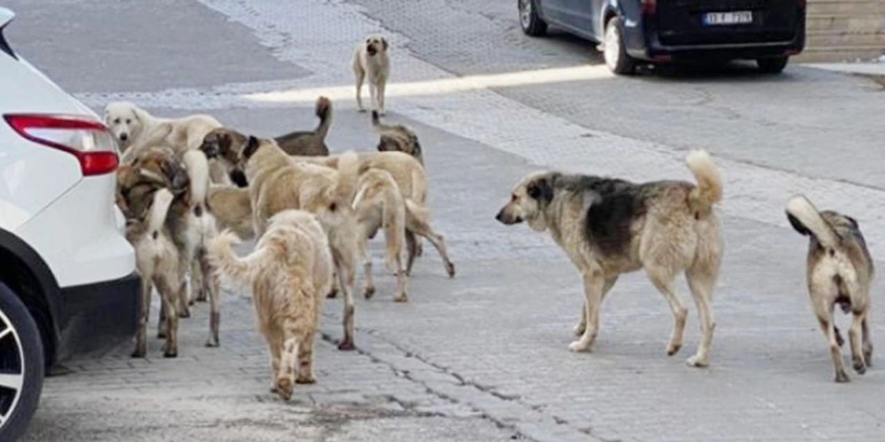 İddialar yalanlandı: Sokak köpeği provokasyonları başladı!