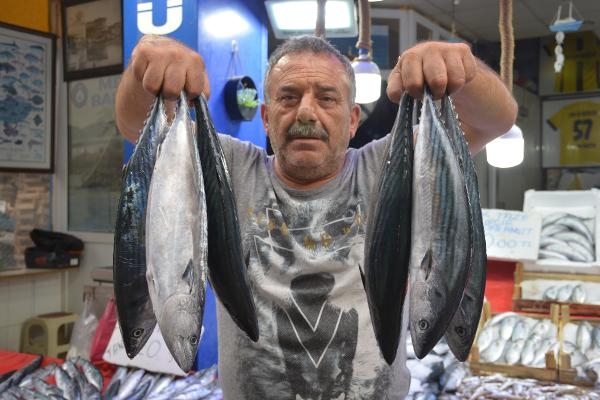 Karadeniz'de palamut bereketi sürecek