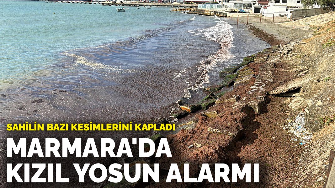 Marmara’da kızıl yosun alarmı! Sahilin bası kesimlerini kapladı