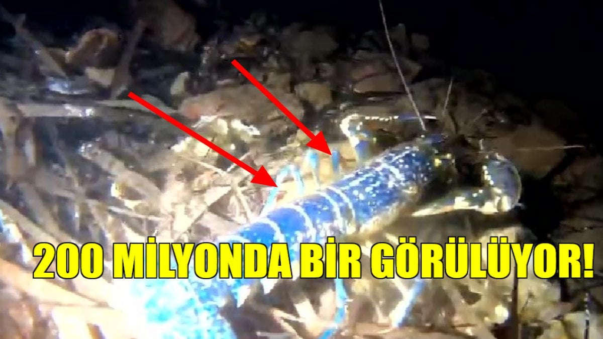 Dünyada 200 milyonda bir görülüyor! O ilimizde ortaya çıktı: Görüntüsü bile korkutuyor