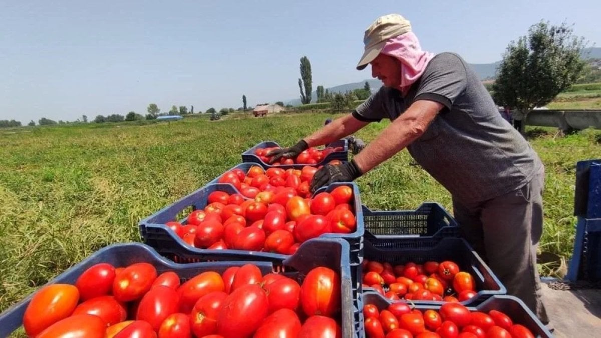 Bu sene salça yapmayı unutun! Salçalık domatesler tarlada kaldı: Fiyatlar 10 kat artıyor