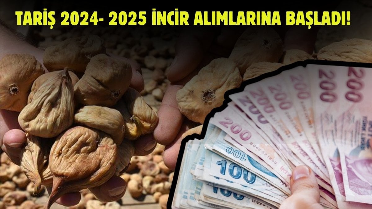 Tariş 2024- 2025 incir alımlarına başladı! Bu sene sezon erken: 7 tona kadar incir alacaklar