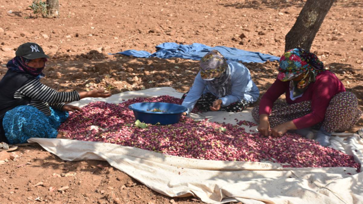 6 yıl önce dağıtılmıştı, ağaçlar ilk ürünleri verdi! Çiğ hali 62 liradan kapış kapış gidiyor: Rekolte oldukça bereketli