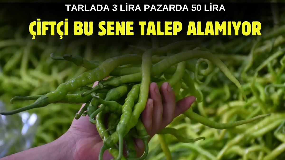 Markete giden 50 liradan aşağı bulamıyor! Tarlada 3 liraya düştü: Hasat fazla olunca çiftçinin elinde patladı