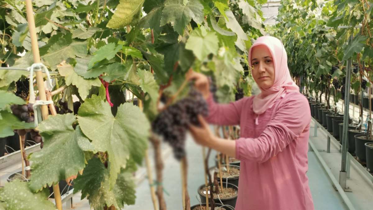 Tescilli melez ürünlerde hasat zamanı! Üreticinin ceplerini dolduruyor! Hem ihracat hem de hasat o şehirden başlayacak