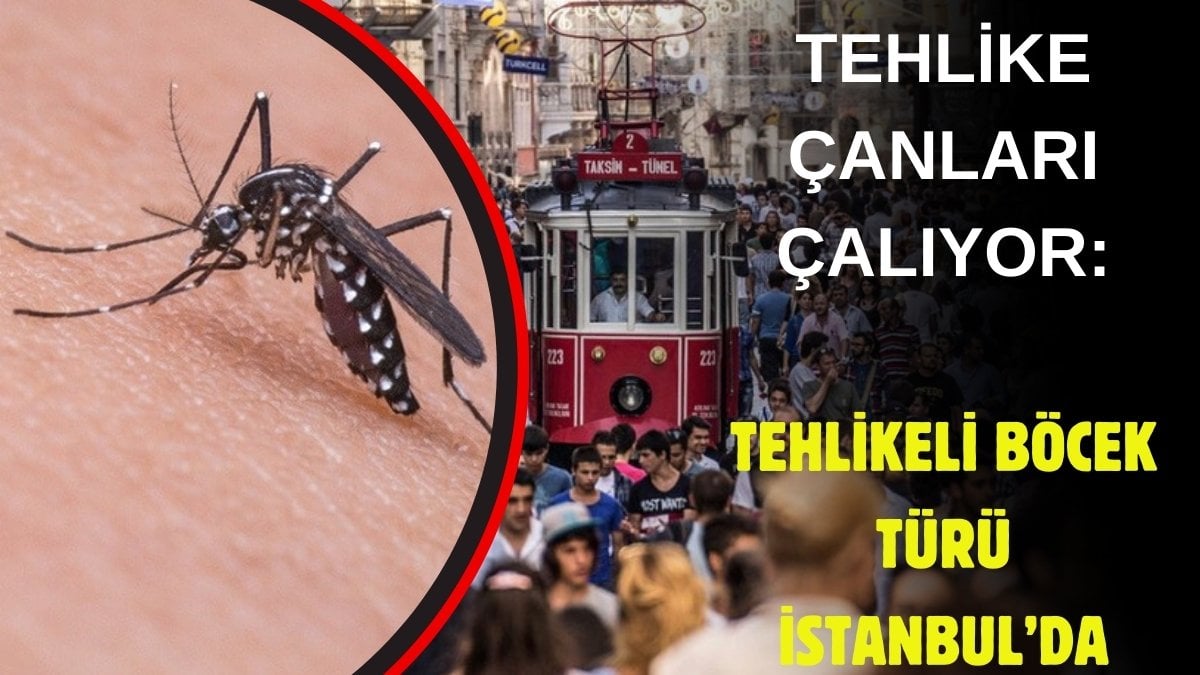 Korkulan oldu! Onlarca hastalık taşıyan tür İstanbul’da: Bir ısırığı günlerce hastanede yatırabilir